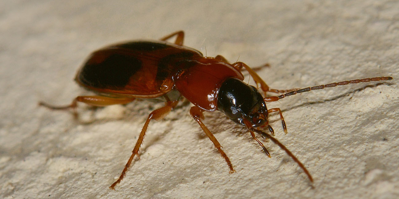 Badister sp. , femmina
